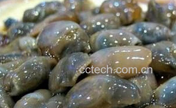 果蔬百科泥螺的功效与作用-0