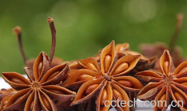 果蔬百科八角的功效与作用-0