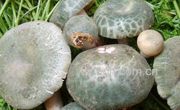 果蔬百科青头菌的功效与作用-0