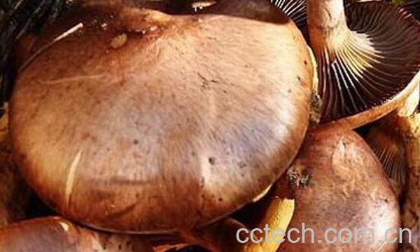 果蔬百科红蘑的功效与作用-0