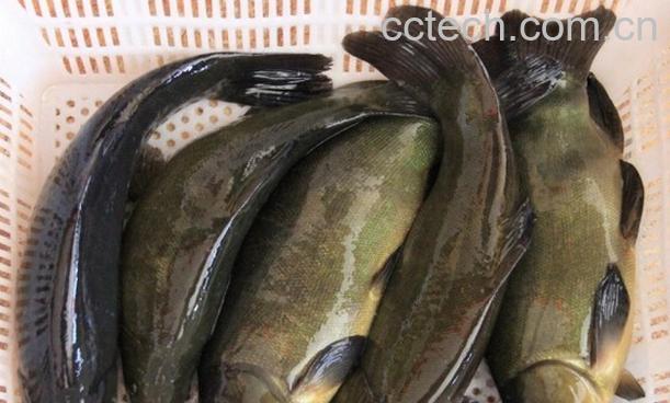 果蔬百科丁桂鱼的营养价值-0