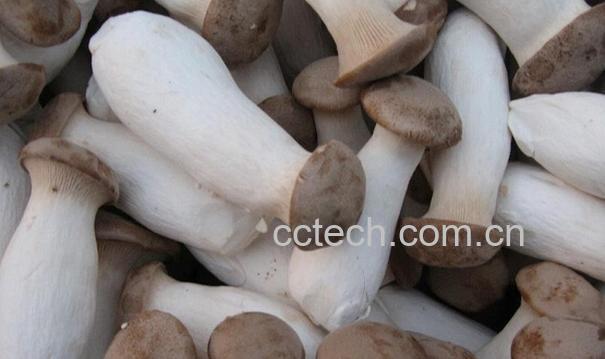 果蔬百科杏鲍菇的功效与作用-0