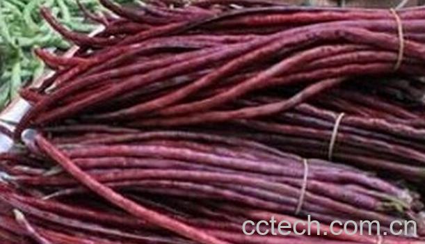 果蔬百科红豇豆的功效与作用-0