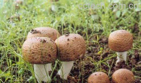 果蔬百科姬松茸的功效与作用-0