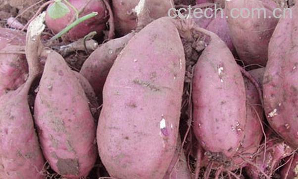 果蔬百科山芋怎么吃-0