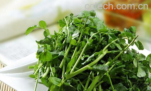 果蔬百科皇帝菜的功效与作用-0