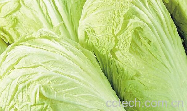 果蔬百科大白菜的功效与作用-0