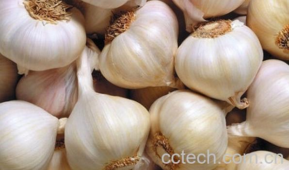 果蔬百科三种人不宜吃大蒜-0