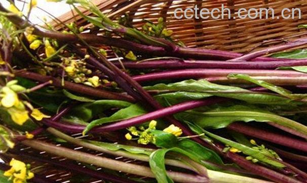 果蔬百科红菜苔的功效-0