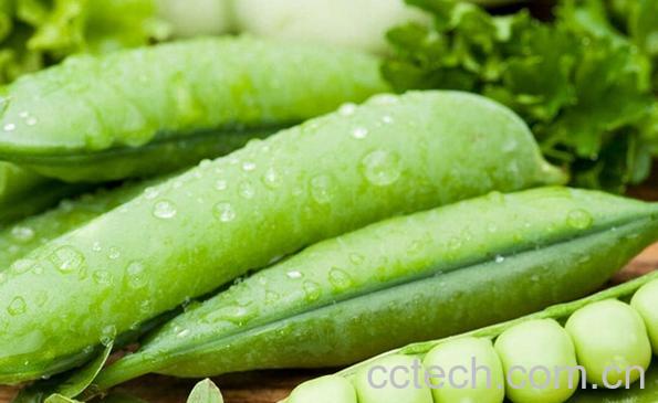 果蔬百科豌豆的营养价值与功效-0