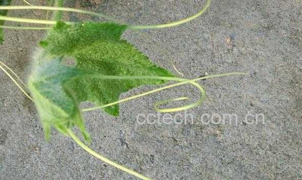 果蔬百科南瓜须的功效与作用-0