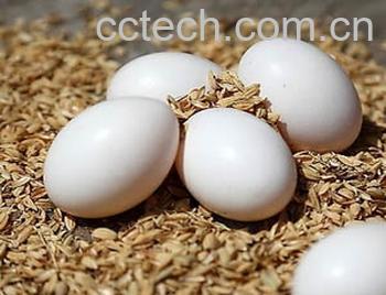 果蔬百科鸽子蛋营养价值及功效-0