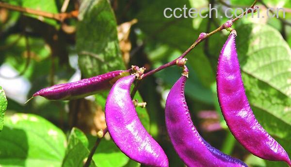 果蔬百科扁豆的营养价值-0