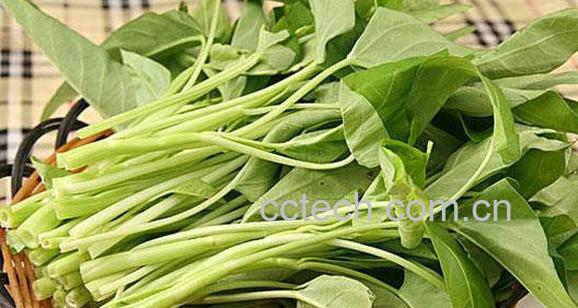 果蔬百科空心菜的功效与作用-0