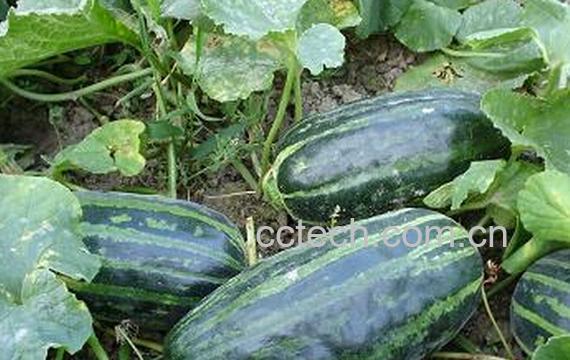 果蔬百科生瓜的营养价值与功效-0