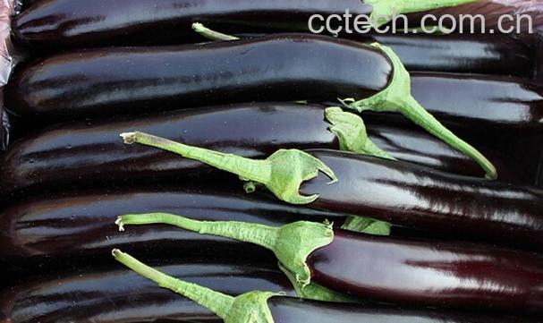 果蔬百科茄子能治什么病-0