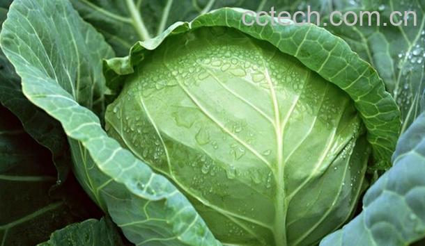 果蔬百科怎么正确食用卷心菜-0