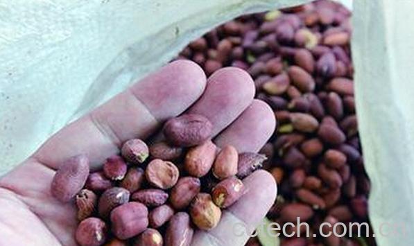 果蔬百科花生发霉怎么办-0