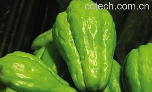 果蔬百科佛手瓜怎么吃好-0