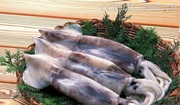 果蔬百科鱿鱼的营养价值与功效-0