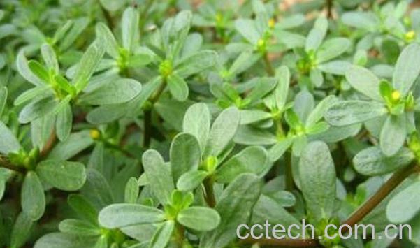 果蔬百科马齿苋的药用功效-0