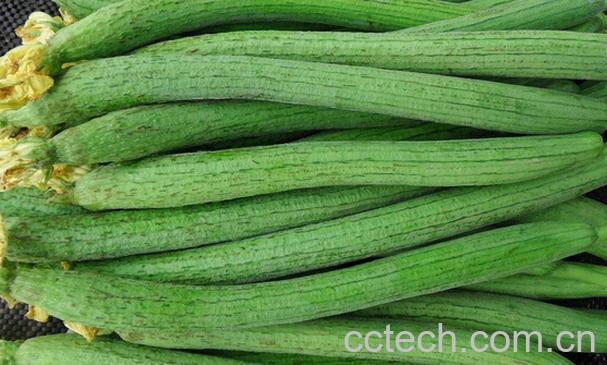 果蔬百科丝瓜可以治疗哪些疾病-0