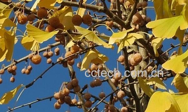 果蔬百科吃白果会中毒吗-0