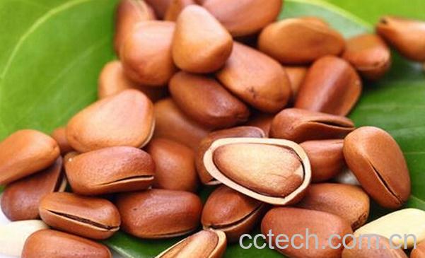 果蔬百科松仁的功效与作用-0