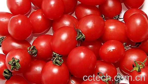 果蔬百科圣女果的营养价值与功效-0