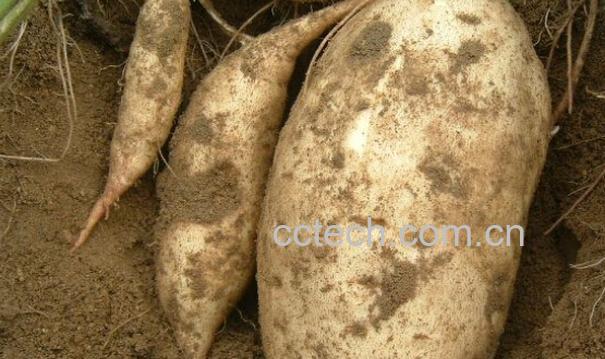 果蔬百科白薯的功效与作用-0