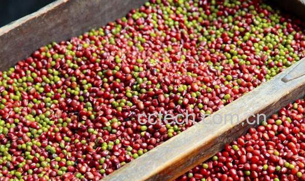 果蔬百科红豆绿豆真的能减肥-0