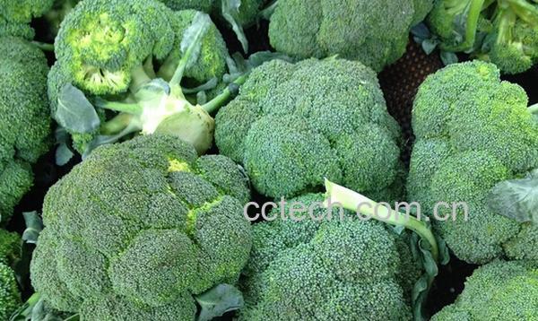 果蔬百科西兰花变黄了还能吃吗-0