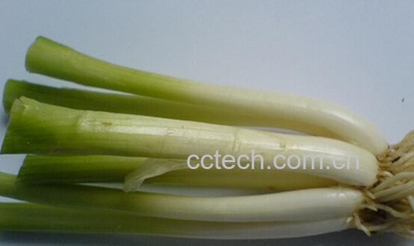 果蔬百科葱白-0