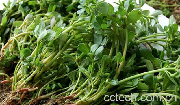 果蔬百科马齿苋的功效与作用与食用方法-0