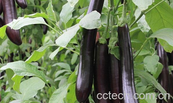 果蔬百科茄子的营养价值与功效-0