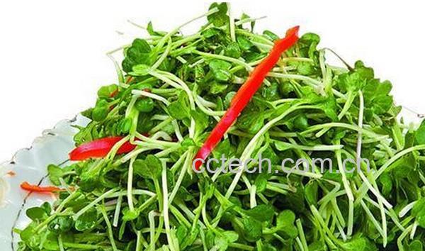 果蔬百科萝卜苗的营养价值-0