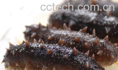 果蔬百科辽参的营养价值及功效-0