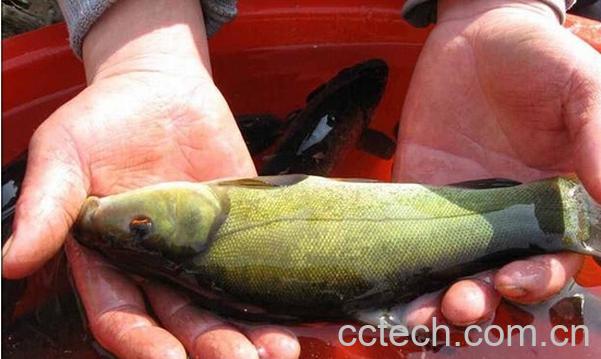 果蔬百科丁桂鱼的功效与作用-0