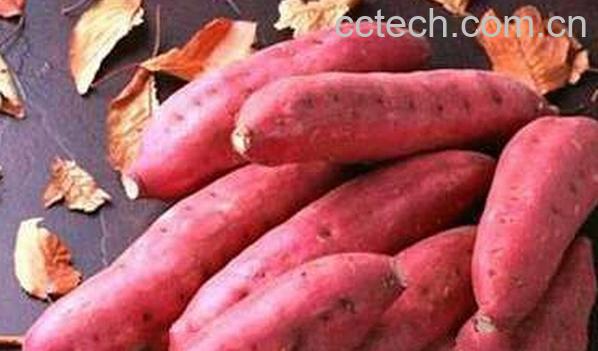 果蔬百科山芋的功效与作用-0