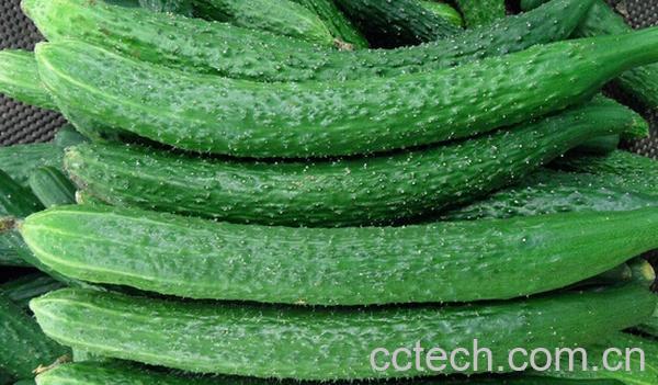 果蔬百科降血糖的蔬菜有哪些-0