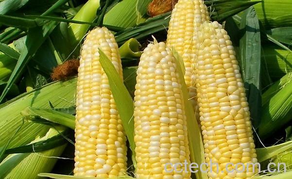 果蔬百科鲜玉米的营养价值-0