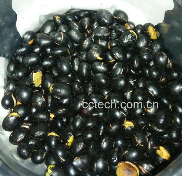 果蔬百科黑豆怎么炒的做法-0