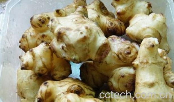 果蔬百科洋姜怎么吃好-0