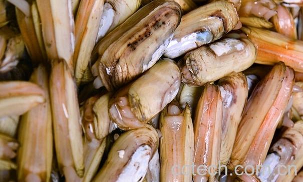 果蔬百科蛏子的功效与作用-0