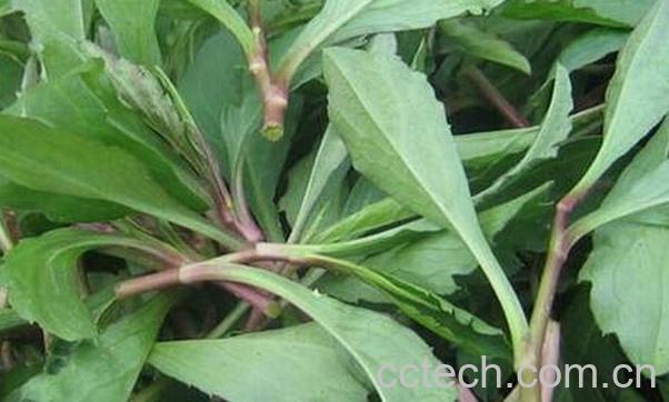 果蔬百科马兰头-0