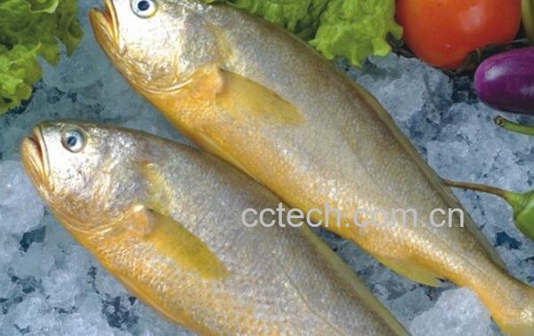 果蔬百科野生黄鱼的营养价值-0