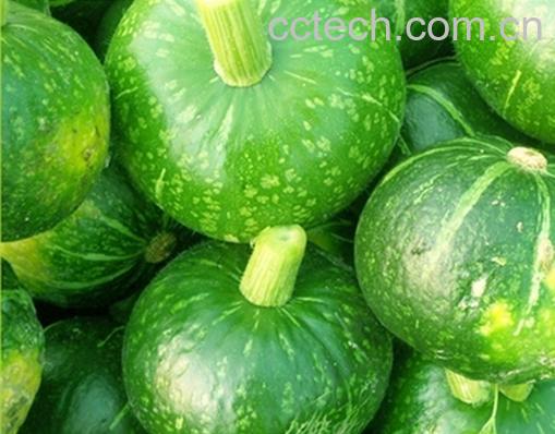 果蔬百科青南瓜的功效与作用-0