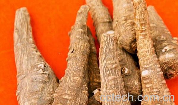 果蔬百科金针菜根-0