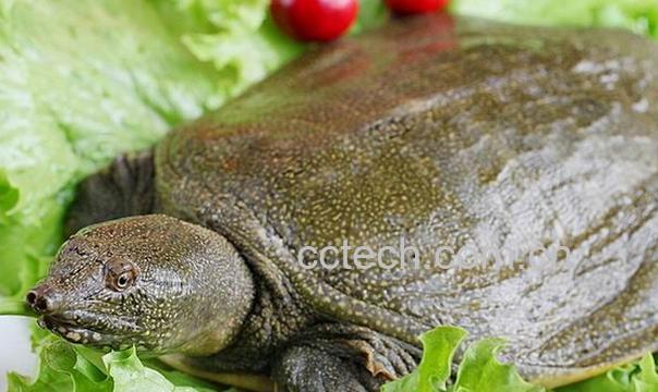 果蔬百科水鱼是什么-0