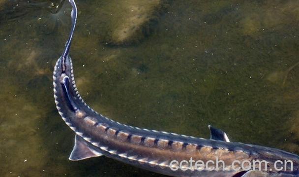 果蔬百科鲟鱼的功效与作用-0